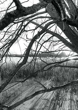 Bare Branches Over Sand