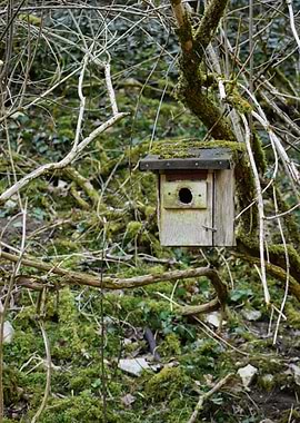Birdhouse in the Woods