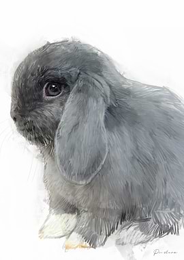 Grey Lop Bunny Portrait