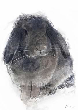 Grey Lop-Eared Rabbit Portrait