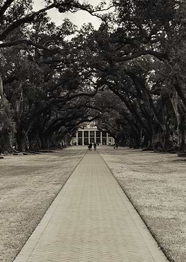 Oak Alley 1