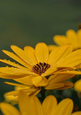Yellow Flower with Dew Drops