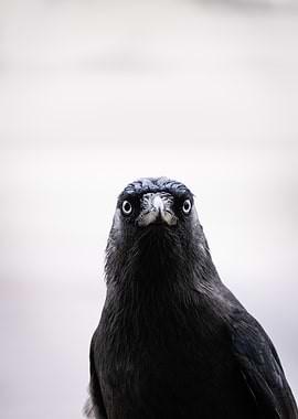 Crow Close-Up