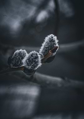 Fuzzy Willow Buds 2