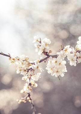 White Blossom Branch 1
