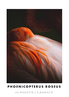 Pink Flamingo Close-up