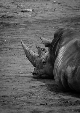 White Rhino Resting