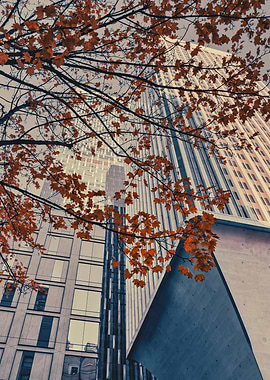 Autumn Leaves and Skyscrapers