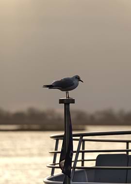 Seagull on a Boat