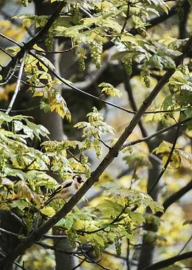Goldfinch on Branch