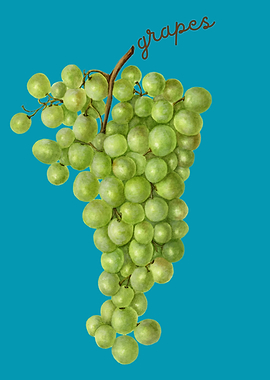Green Grapes Illustration