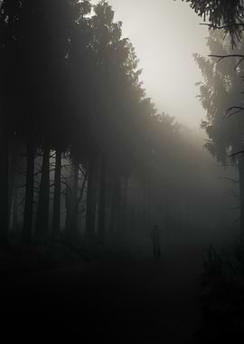 Foggy Forest Path