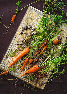 Freshly Harvested Carrots