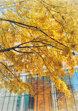 Autumn Leaves and Glass Building