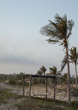 Palm Tree Swing on Beach