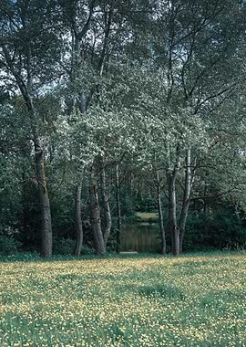 Forest Pond Meadow