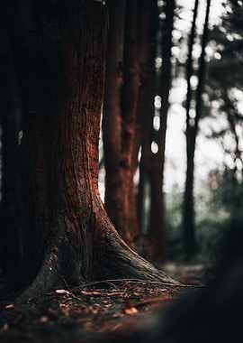 Forest Tree collection