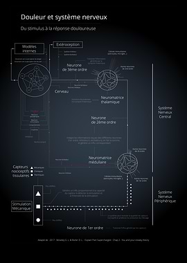 Pain Pathway Diagram - French
