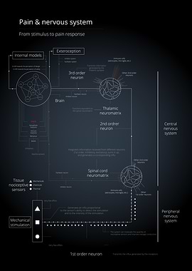 Pain & Nervous System Diagram
