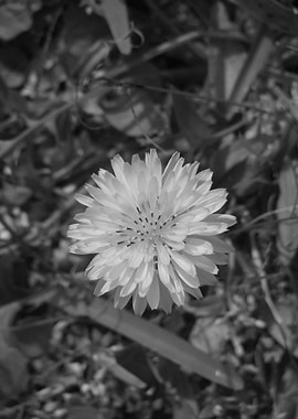Black and White Flower