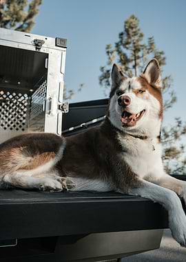 Husky in Truck Bed