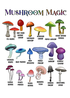 Mushroom Magic