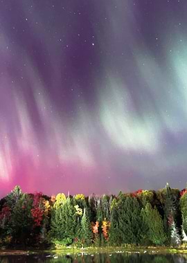 Northern Lights Over Forest