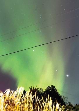 Northern Lights Over Grass