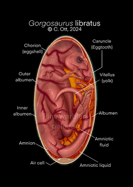 Gorgosaurus Embryo Illustration