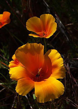 California Poppy Close-Up