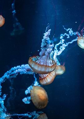 Jellyfish in Blue Water