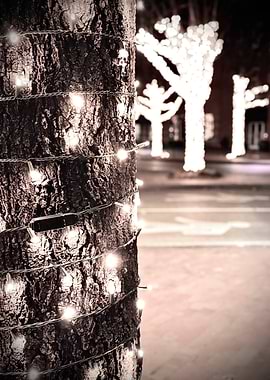 Tree Lights at Night