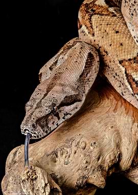 Boa Constrictor Close-Up