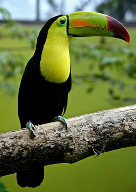 Toucan on Branch