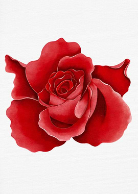Red Rose Watercolor