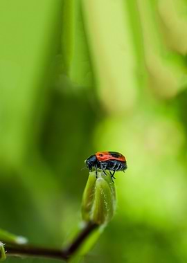 Red Beetle on Green Bud
