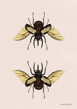 Beetle Illustration