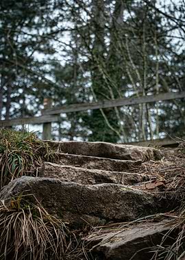 Stone Steps in Forest
