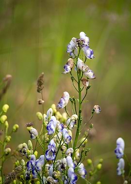 Blue and White Wildflowers