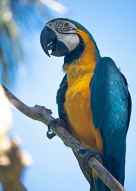 Blue and Gold Macaw