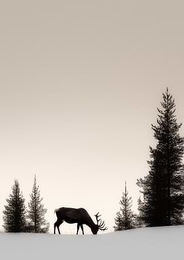 Elk Silhouette in Winter