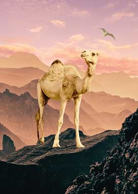 Camel in Desert Landscape