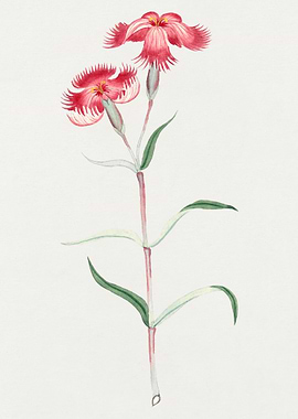 Pink Flower Watercolor