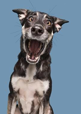 Surprised Dog Portrait