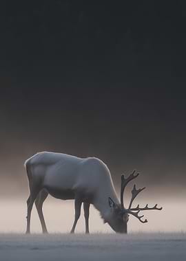 Reindeer in Fog