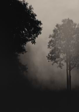 Misty Forest Silhouette