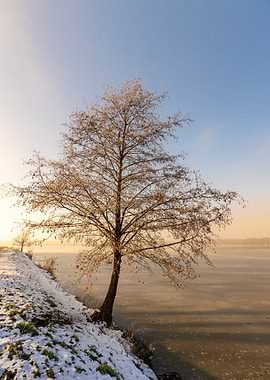 Winter Tree by Frozen Lake, Landscape