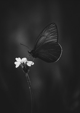 Black Butterfly on Flower