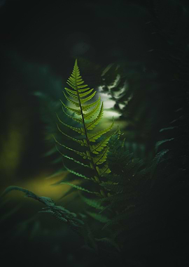 Fern in the Forest