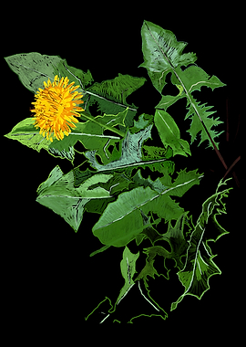 'A Dandelion's Greens' Jamie's Hand-Drawn Floral Collection